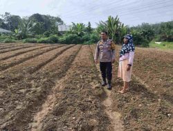 Sukseskan Swasembada Pangan, Bhabinkamtibmas Polsek Tambang Pantau Pertumbuhan Tanaman Timun