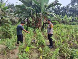 Pastikan Program Ketahanan Pangan Lancar, Bhabinkamtibmas Polsek Tambang Pantau Lahan Pertanian Cabe Rawit