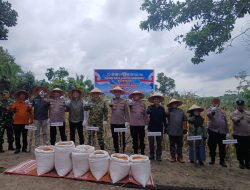 Polsek Kampar Bersama Polres Kampar Gelar Panen Jagung Serentak di Desa Ranah Singkuang