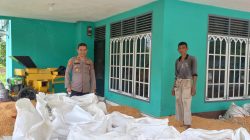 Polsek Tapung Hilir Hasilkan 4 Ton Jagung Pipil – Siap Dijual Ke Bulog Tandun Melalui Bulog Kampar