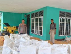 Polsek Tapung Hilir Hasilkan 4 Ton Jagung Pipil – Siap Dijual Ke Bulog Tandun Melalui Bulog Kampar