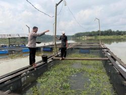 Sukseskan Program Ketahanan Pangan, Kanit Binmas Polsek Tambang Bimbing Petani Ikan