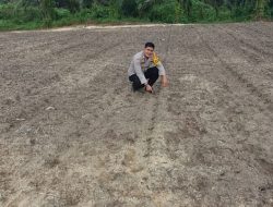 1,5 HA LAHAN JAGUNG PIPIL DIMONITOR – BHABINKAMTIBMAS PASTIKAN PERKEMBANGAN OPTIMAL