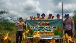 Lahan Tumpang Sari Berhasil – Kelompok Tani Karya Tani Panen 1000 Kg Jagung Pipil