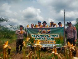 Lahan Tumpang Sari Berhasil – Kelompok Tani Karya Tani Panen 1000 Kg Jagung Pipil