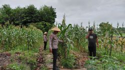 BHABINKAMTIBMAS KARYA INDAH MONITOR JAGUNG PIPIL 1 HA – DUKUNG SWASSEMBADA PANGAN JUNI 2026