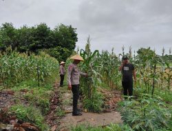 BHABINKAMTIBMAS KARYA INDAH MONITOR JAGUNG PIPIL 1 HA – DUKUNG SWASSEMBADA PANGAN JUNI 2026