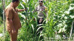 BHABINKAMTIBMAS CEK TANAMAN JAGUNG – BUMDES MITRA SEHATI KEMBALI BERHASIL