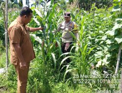 BHABINKAMTIBMAS CEK TANAMAN JAGUNG – BUMDES MITRA SEHATI KEMBALI BERHASIL