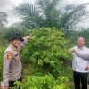 Polsek Kampar Kiri Hilir Periksa Taman P2B – Sayuran Cabe & Terong Tumbuh Baik Dukung Ketahtanan Pangan