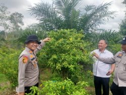 Polsek Kampar Kiri Hilir Periksa Taman P2B – Sayuran Cabe & Terong Tumbuh Baik Dukung Ketahtanan Pangan