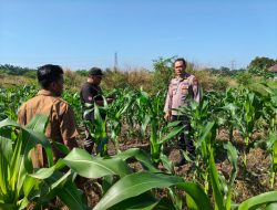 Bhabinkamtibmas Cek jagung seluas 1.5 Ha, Wujud Nyata Program Ketahanan Pangan Nasional