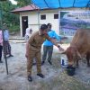 Bupati Kampar Serahkan Bantuan Qurban Sapi Presiden RI, di Masjid Al-Furqon Desa Bukit Melintang