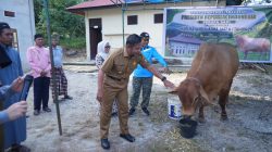 Bupati Kampar Serahkan Bantuan Qurban Sapi Presiden RI, di Masjid Al-Furqon Desa Bukit Melintang