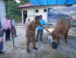 Bupati Kampar Serahkan Bantuan Qurban Sapi Presiden RI, di Masjid Al-Furqon Desa Bukit Melintang