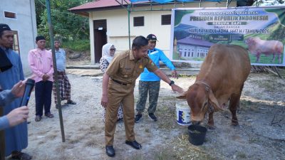 Bupati Kampar Serahkan Bantuan Qurban Sapi Presiden RI, di Masjid Al-Furqon Desa Bukit Melintang