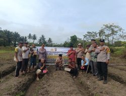 POLSEK TAPUNG KEMBALI TANAM JAGUNG PIPIL