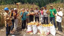 Panen Jagung Pipil Program Kapolda Riau Berhasil – Desa Sungai Simpang Dua Hasilkan 50 Kg Dari 0,25 Ha