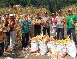 Panen Jagung Pipil Program Kapolda Riau Berhasil – Desa Sungai Simpang Dua Hasilkan 50 Kg Dari 0,25 Ha