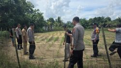 KAPOLSEK TAPUNG TINJAU TANAMAN JAGUNG PIPIL DI DS. BATU GAJAH