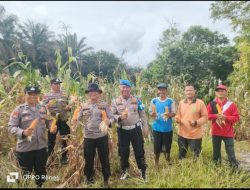 Polsek Kampar Kiri Hilir Monitoring Hasil Panen Jagung Desa Simalinyang – 3 Desa Hasilkan 3 Ton, Dukung Ketahtanan Pangan