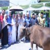 Wabup Kampar Tinjau Pemotongan Hewan Qurban di Sejumlah Lokasi