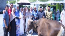 Wabup Kampar Tinjau Pemotongan Hewan Qurban di Sejumlah Lokasi