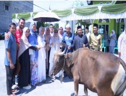 Wabup Kampar Tinjau Pemotongan Hewan Qurban di Sejumlah Lokasi