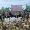 Polsek Siak Hulu Bersama Ponpes MIR Sukses Panen 1,3 Ton Jagung Pipil Dukung Ketahanan Pangan Nasional