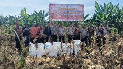 Polsek Siak Hulu Bersama Ponpes MIR Sukses Panen 1,3 Ton Jagung Pipil Dukung Ketahanan Pangan Nasional