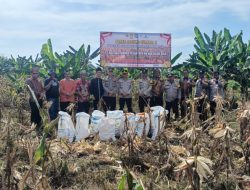 Polsek Siak Hulu Bersama Ponpes MIR Sukses Panen 1,3 Ton Jagung Pipil Dukung Ketahanan Pangan Nasional