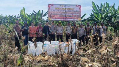 Polsek Siak Hulu Bersama Ponpes MIR Sukses Panen 1,3 Ton Jagung Pipil Dukung Ketahanan Pangan Nasional