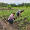 POLSEK TAPUNG DUKUNG TERUS KETAHANAN PANGAN JAGUNG PIPIL