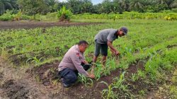 POLSEK TAPUNG DUKUNG TERUS KETAHANAN PANGAN JAGUNG PIPIL