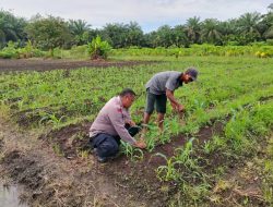 POLSEK TAPUNG DUKUNG TERUS KETAHANAN PANGAN JAGUNG PIPIL