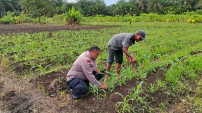 POLSEK TAPUNG DUKUNG TERUS KETAHANAN PANGAN JAGUNG PIPIL