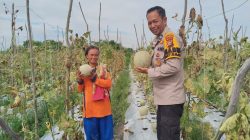 Polsek Tambang Sambangi dan Pengecekan Tanaman Melon Didesa Kualu