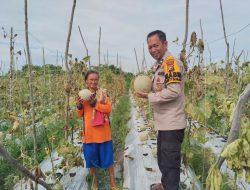 Polsek Tambang Sambangi dan Pengecekan Tanaman Melon Didesa Kualu