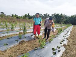 Bhabinkamtibmas Polsek Tambang Sambang dan Pengecekan Tanaman Kacang Desa Palung Raya