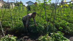 Bhabinkamtibmas Polsek Tambang Sambang dan Pengecekan Tanaman Cabe Rawit di Desa Kuapan