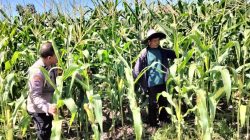Bhabinkamtibmas Polsek Tambang Sambang dan Pengecekan Tanaman Jagung Didesa Terantang