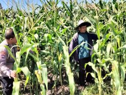 Bhabinkamtibmas Polsek Tambang Sambang dan Pengecekan Tanaman Jagung Didesa Terantang