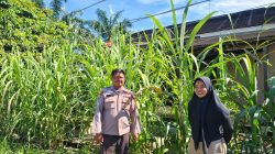 Bhabinkamtibmas Polsek Tambang Sambang dan Pengecekan Tanaman Tebu Didesa Teluk Kenidai