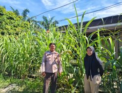Bhabinkamtibmas Polsek Tambang Sambang dan Pengecekan Tanaman Tebu Didesa Teluk Kenidai