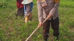 Bhabinkamtibmas Polsek Tambang Sambang dan Pengecekan Tanaman Jeruk Desa Padang Luas