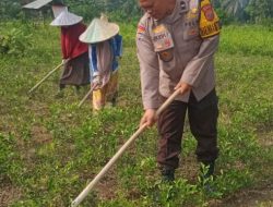 Bhabinkamtibmas Polsek Tambang Sambang dan Pengecekan Tanaman Jeruk Desa Padang Luas