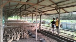 Bhabinkamtibmas Polsek Tambang Melaksanakan Pendampingan Ternak Bebek Didesa Balam Jaya