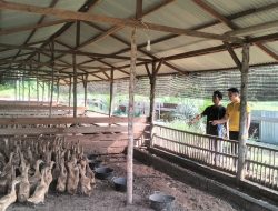 Bhabinkamtibmas Polsek Tambang Melaksanakan Pendampingan Ternak Bebek Didesa Balam Jaya
