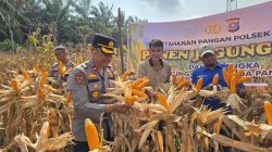 POLSEK TAPUNG MELAKSANAKAN PANEN JAGUNG BERSAMA PETANI DI DESA INDRAPURI