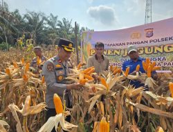 POLSEK TAPUNG MELAKSANAKAN PANEN JAGUNG BERSAMA PETANI DI DESA INDRAPURI
